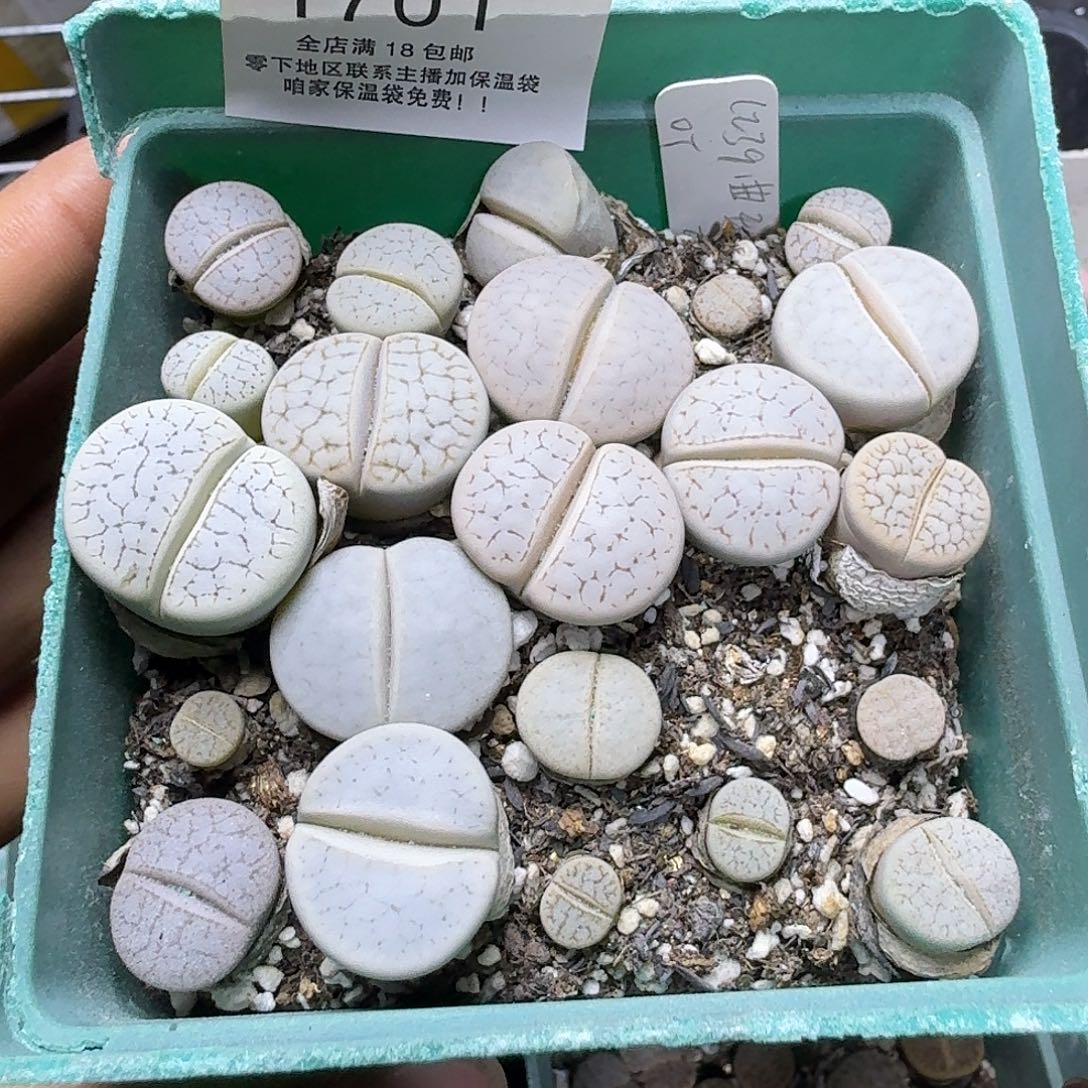 1701 哈哈哈哈哈哈哈哈哈哈哈
