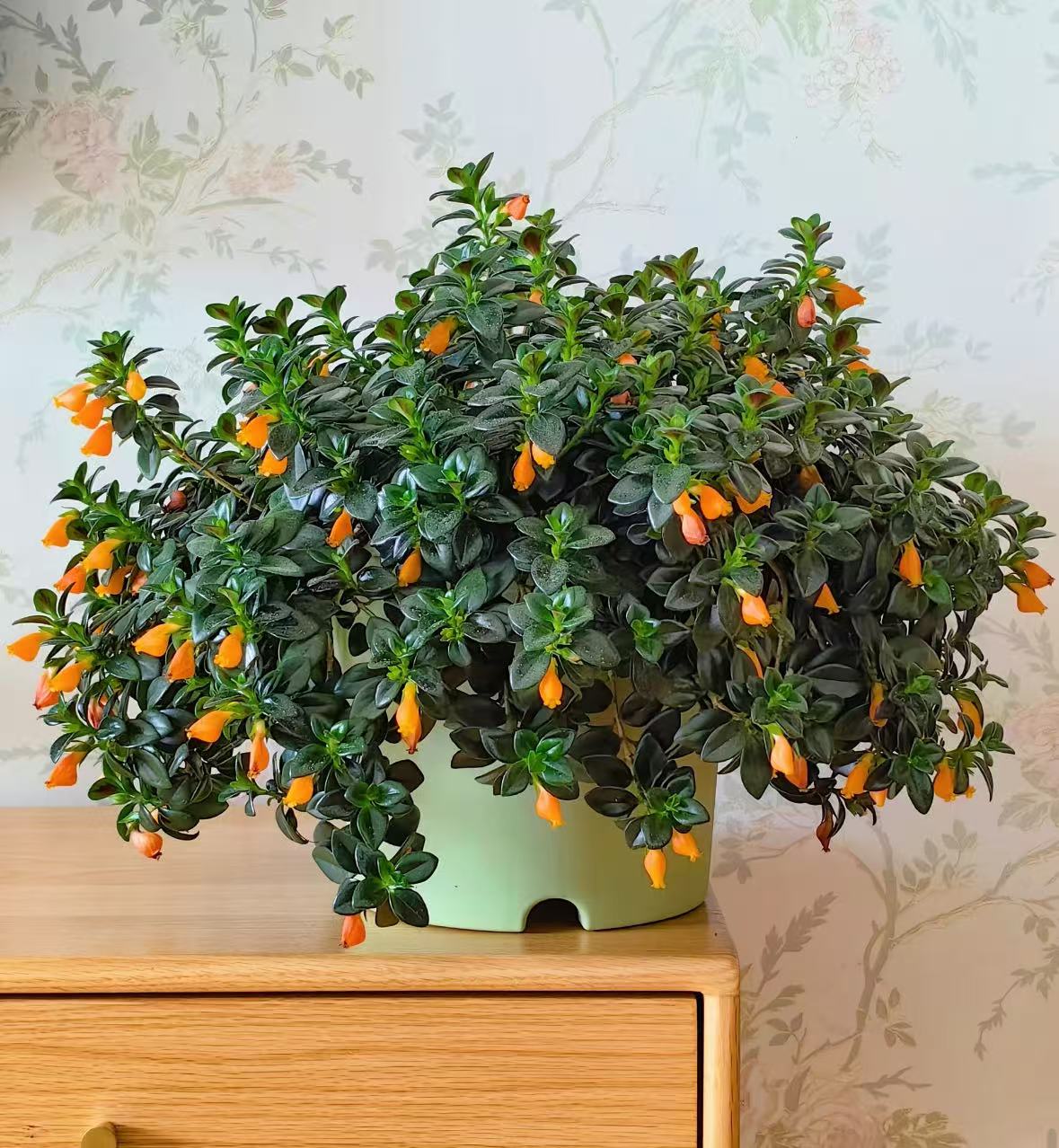 【李先生】金鱼吊兰盆栽室内外适用耐寒花卉绿植四季常青好养易活