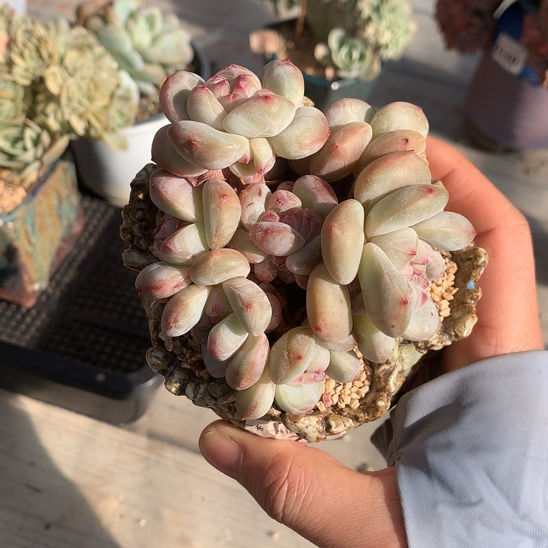 320石榴籽星影多肉一颗8.5厘米