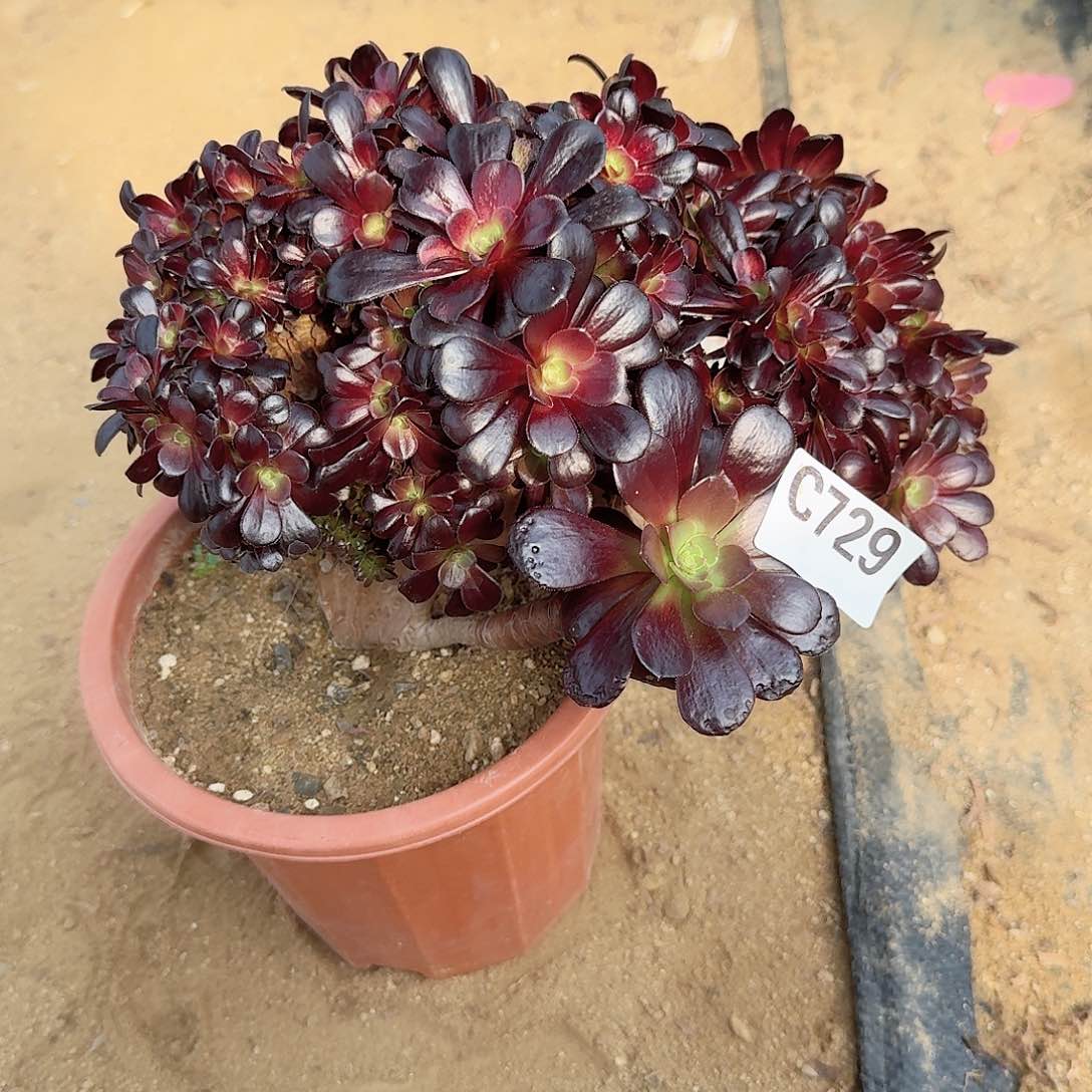 729欧紫一颗呀呀有伤