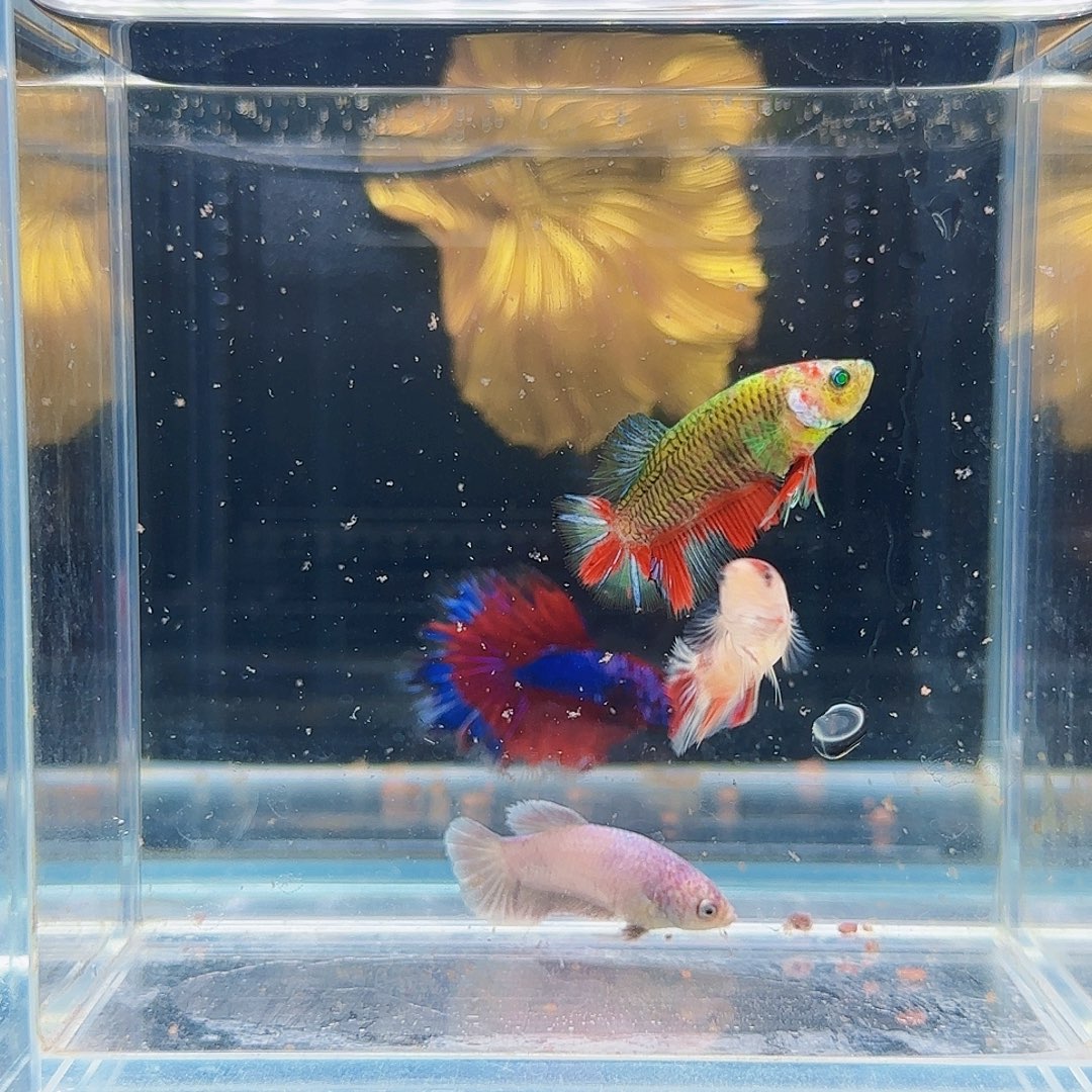 斗鱼活体观赏鱼好养耐活