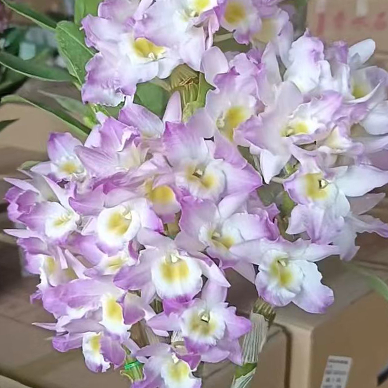 粉公主石斛兰 盆景