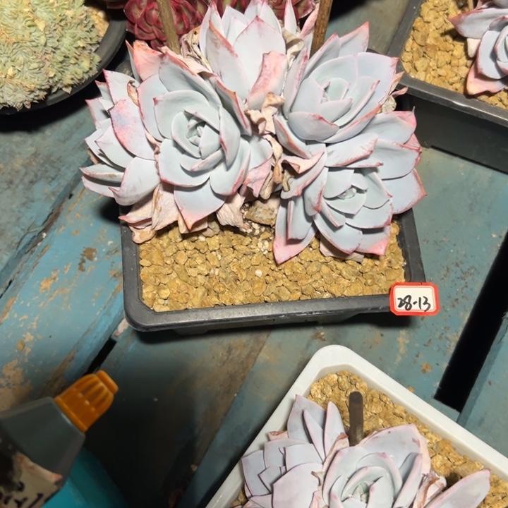 清***香精品多肉植物老桩白莲缀