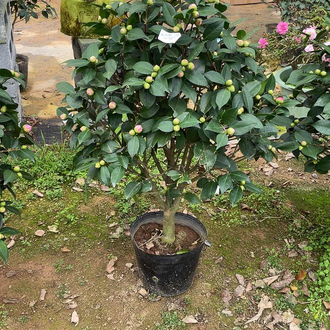 光***@完全开放香妃111111