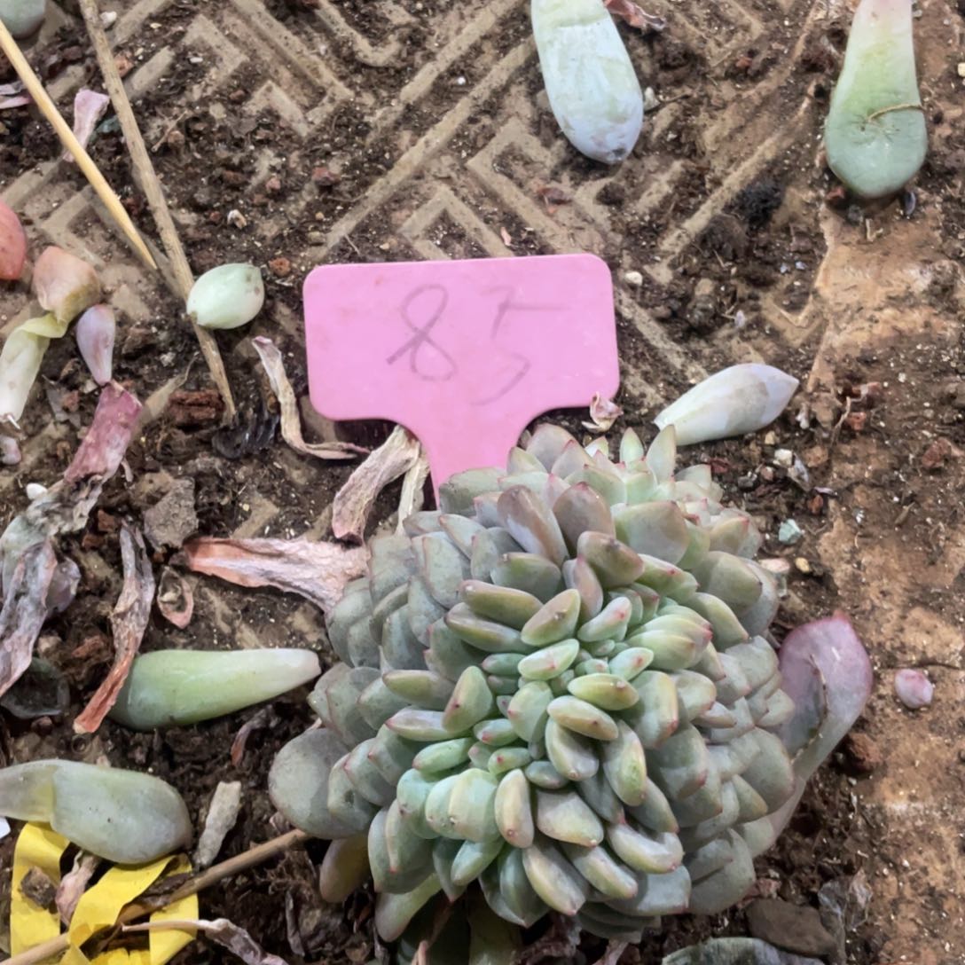 新***子云南星影缀化85号