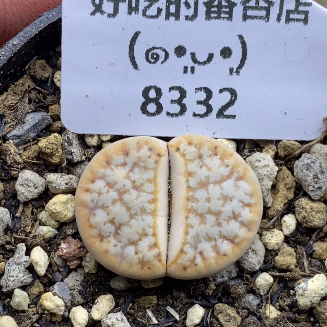 8332。默认脱土。18包邮。偏远88包邮