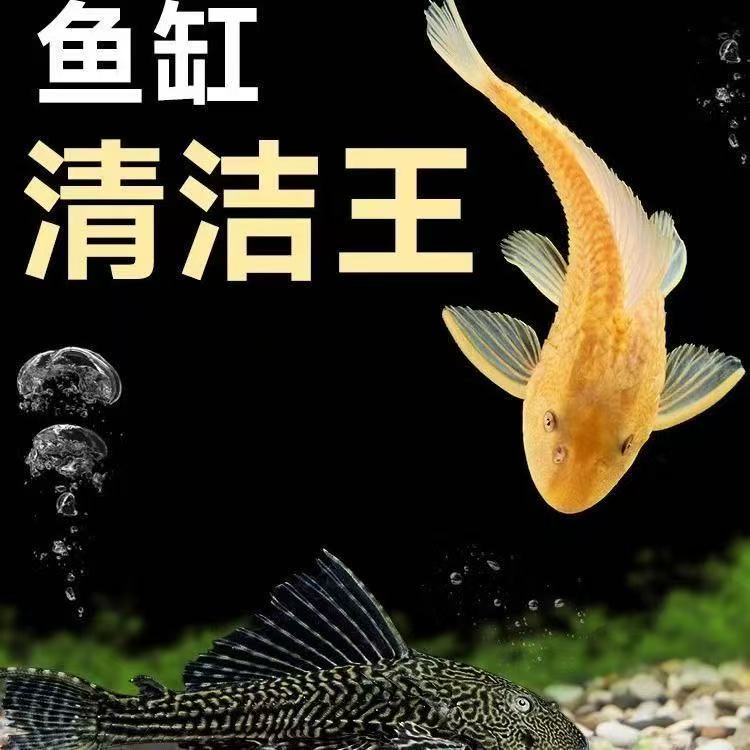 【黄夫】清洁王黄清道夫鱼热带观赏鱼清洁鱼缸除藻吃粪便垃圾工具鱼