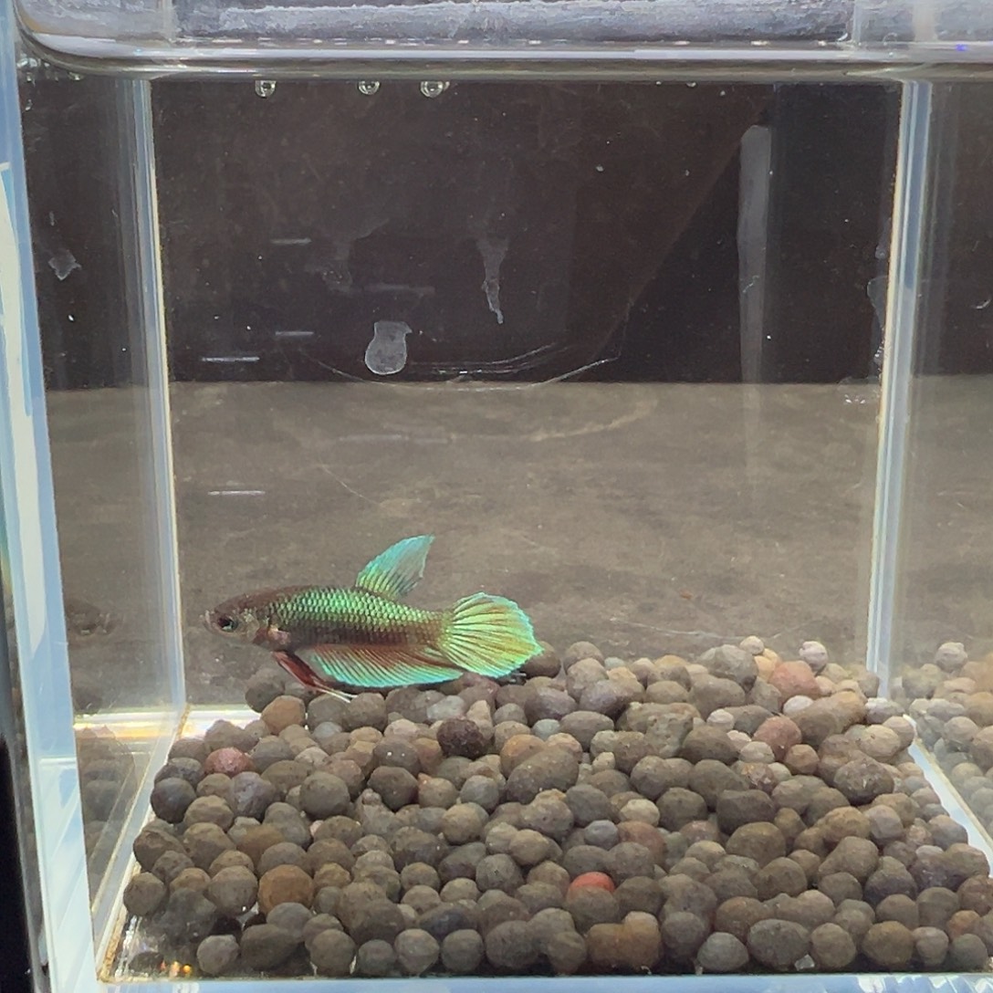 海水鱼泰国斗鱼原斗79号