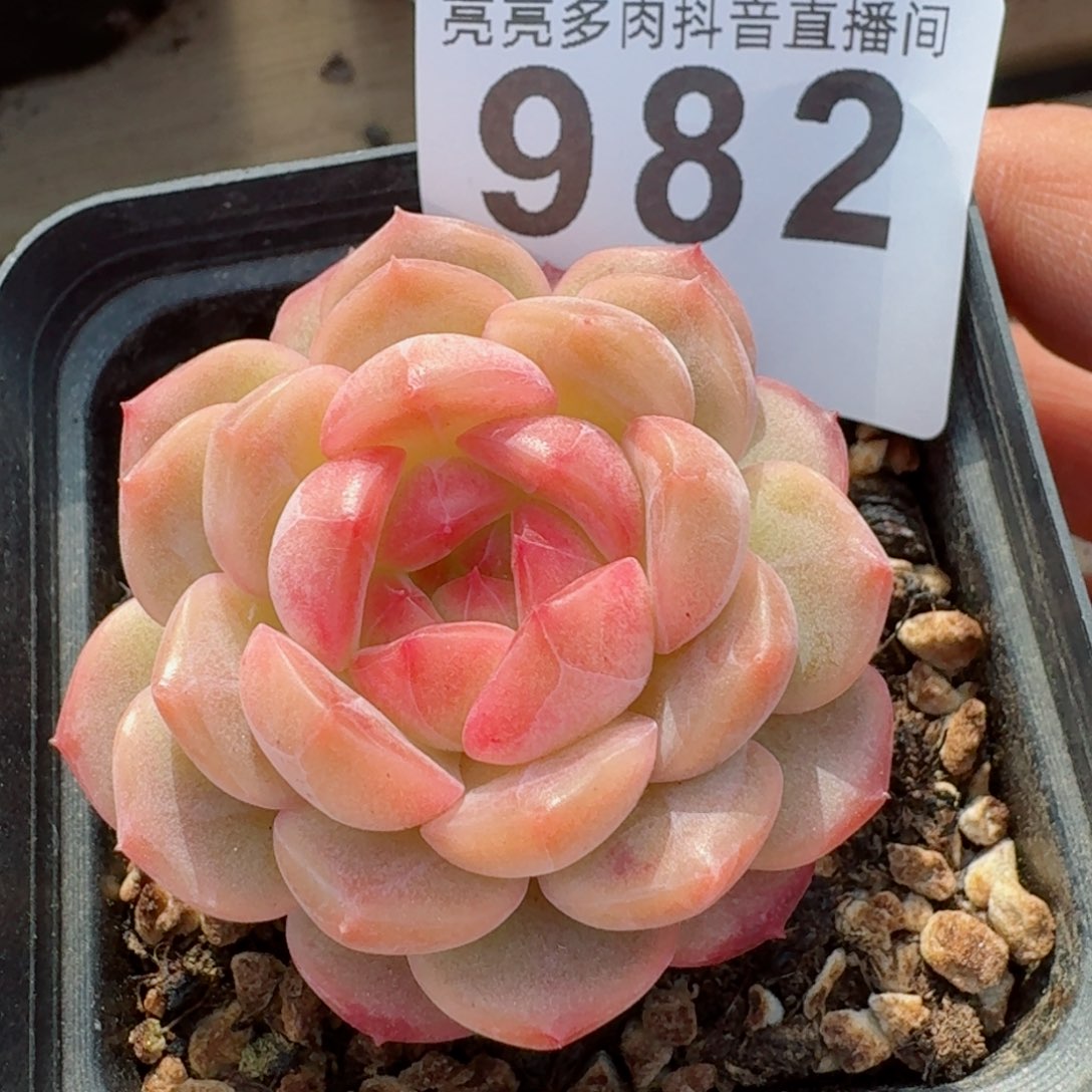 琴心母本         精品多肉