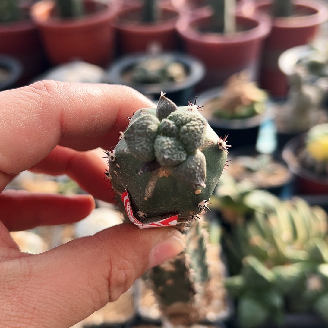 420龟甲连山新年快乐m