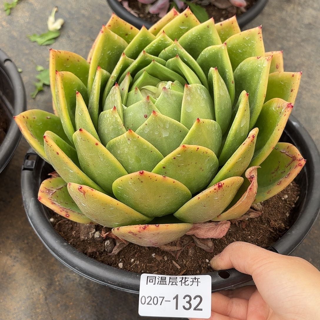 静**开同温层多肉翠花132