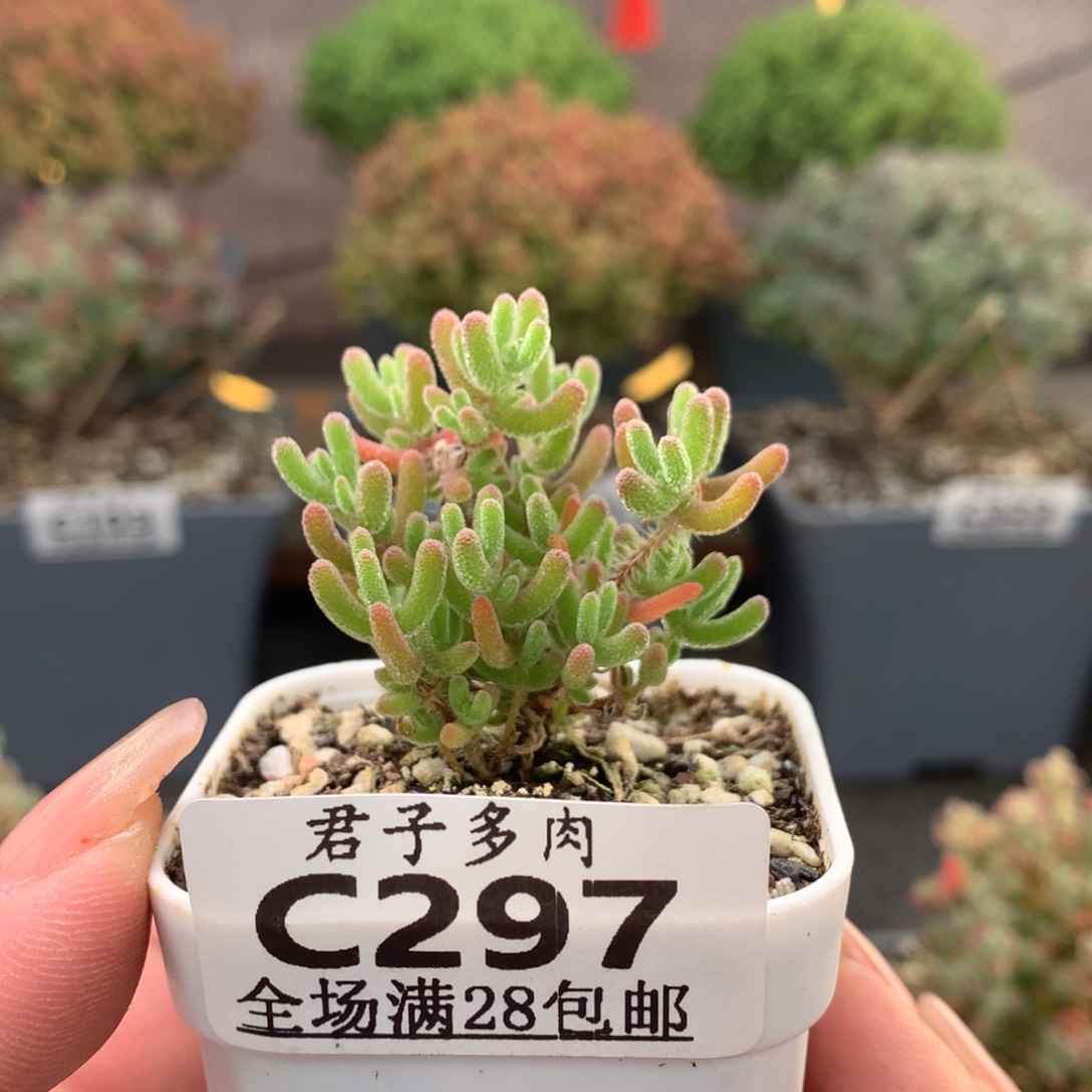 c297冰橙枝干番杏