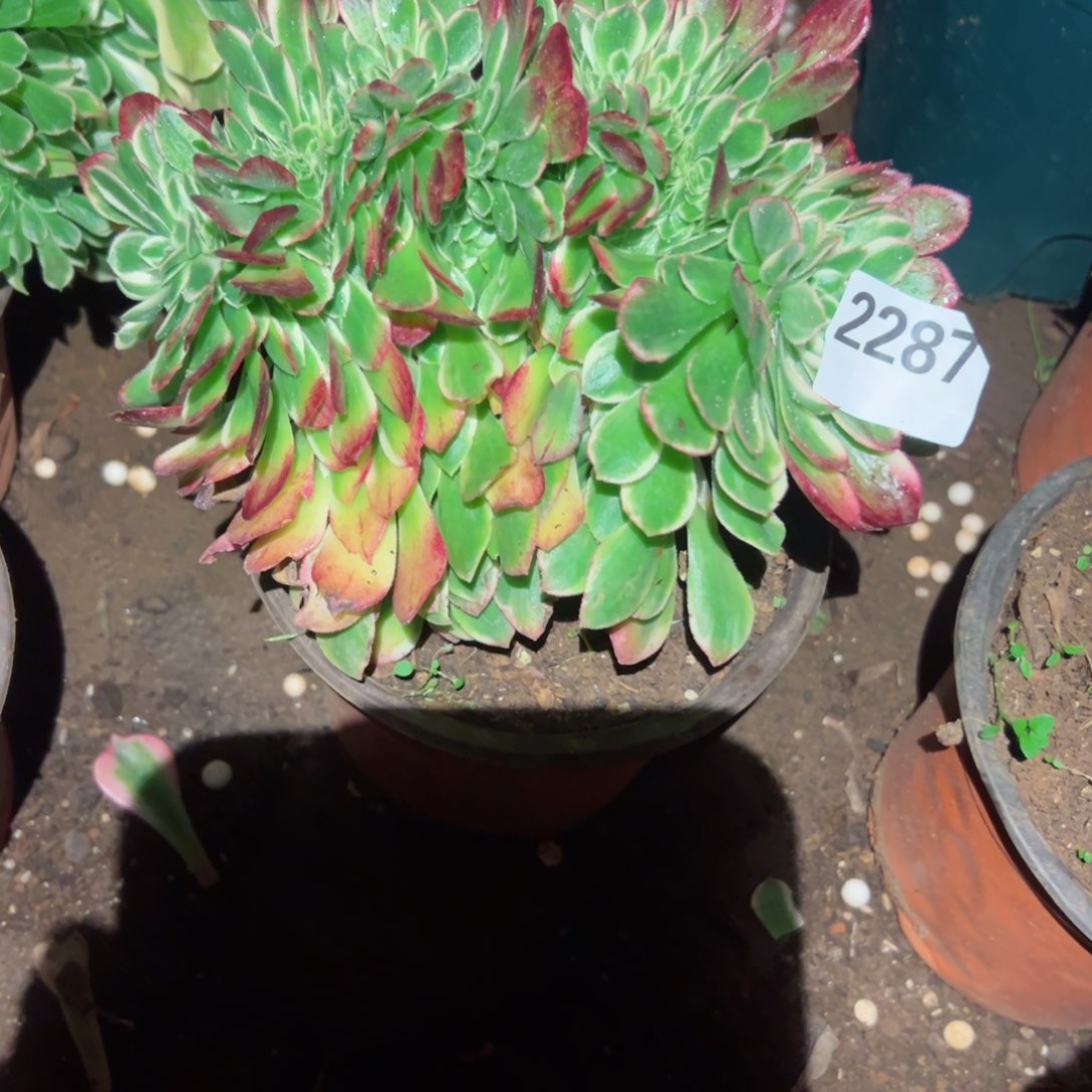 2287 号多肉植物法师新年福利