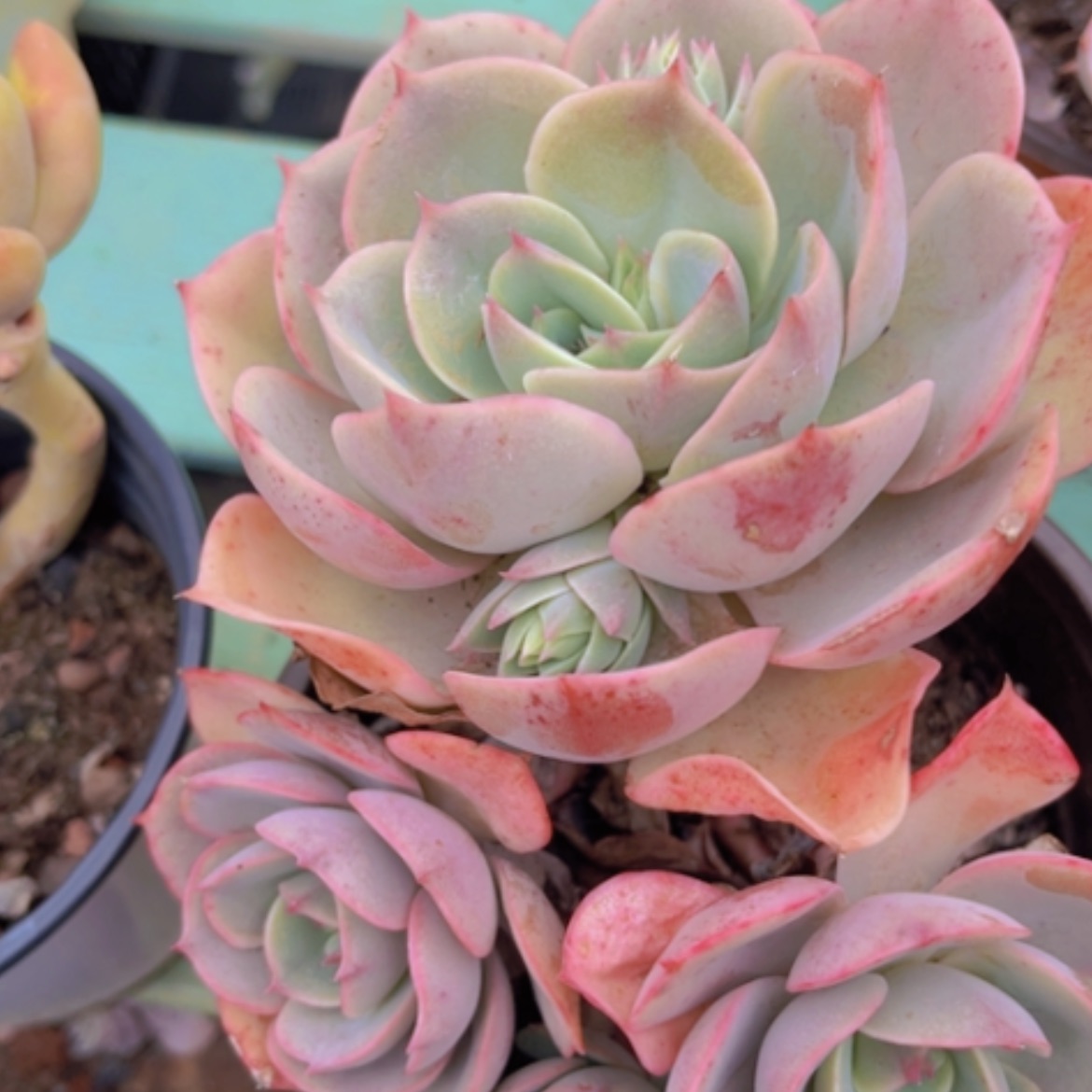 【闪购商品】蓝色苍鹭05157