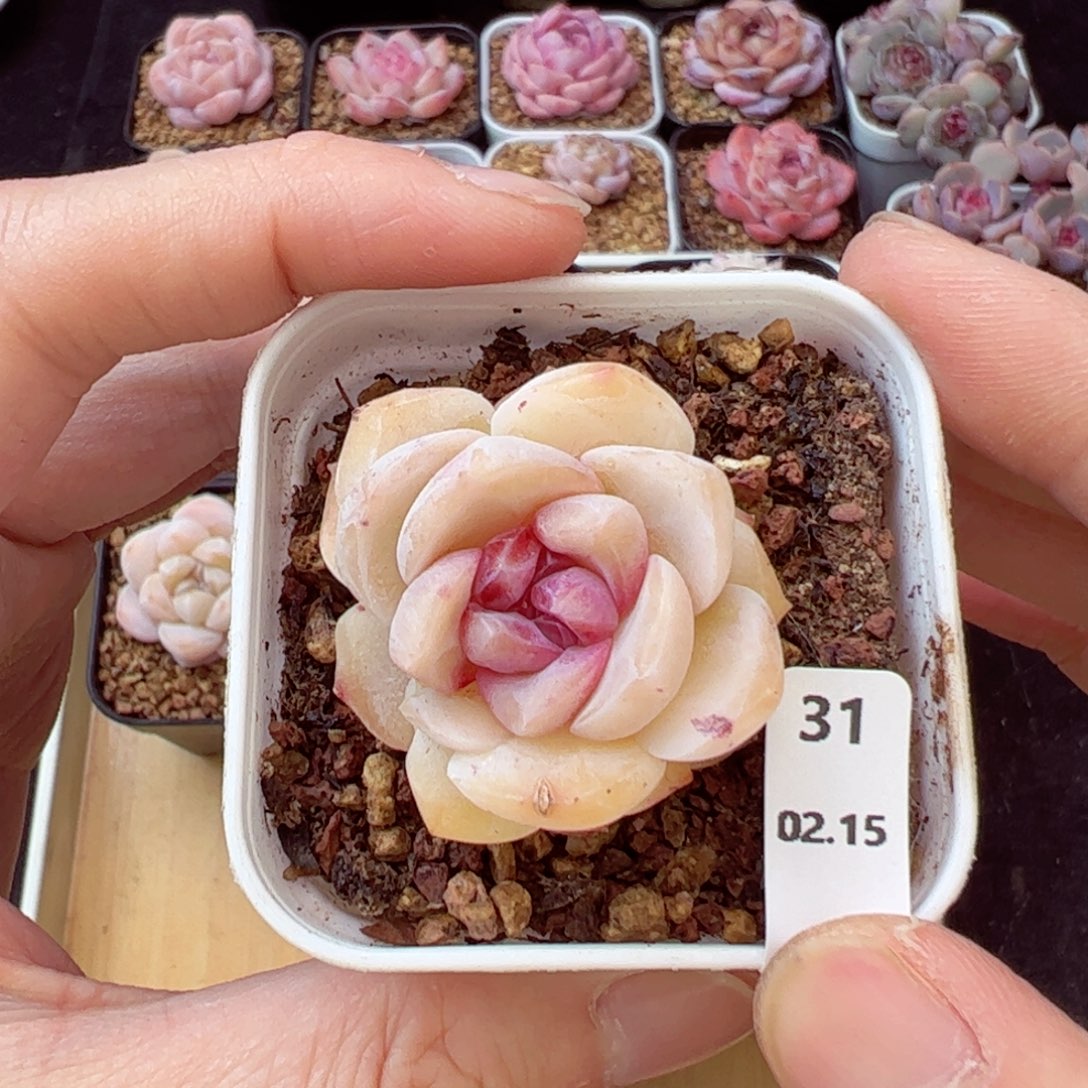 好看没名字31、哈哈