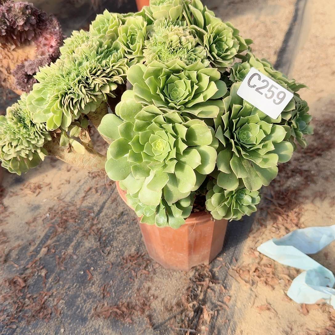 259绿缀一颗呀呀