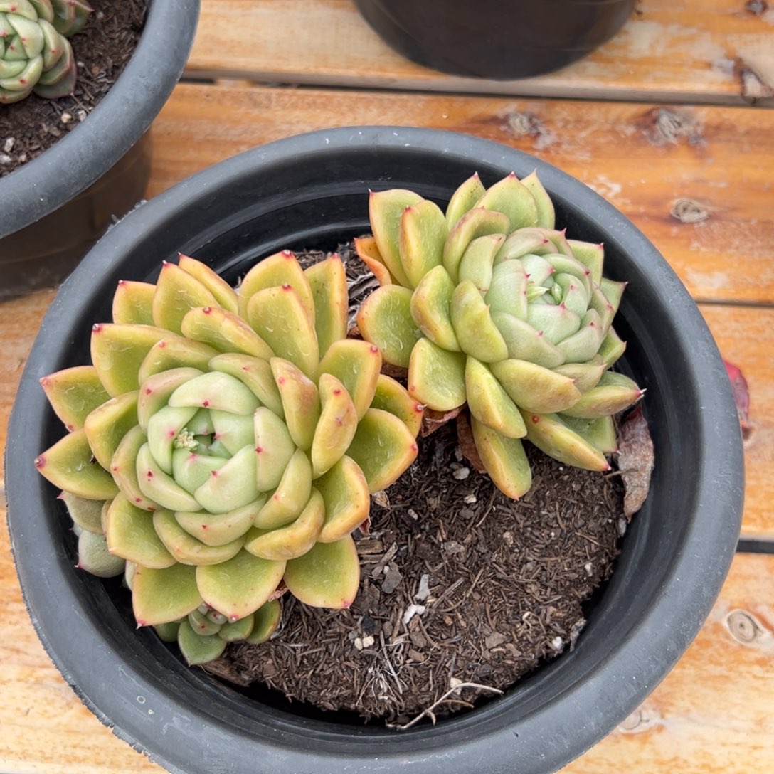 多肉双头白玫瑰【非偏远地区满18包邮】