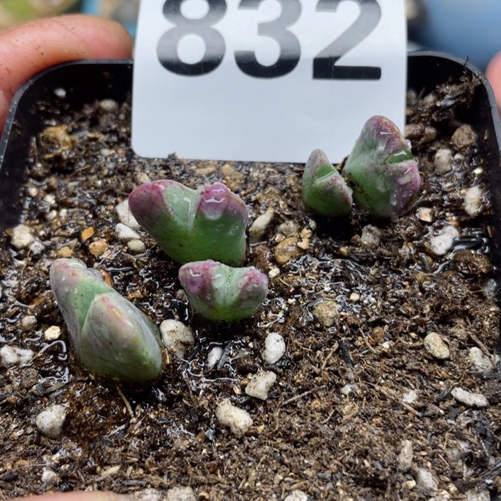 832猪蹄514脱土l l