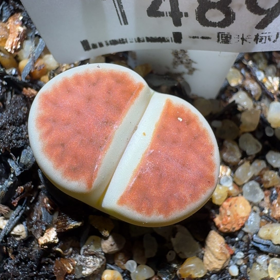 ZZZ精品清货价1489
