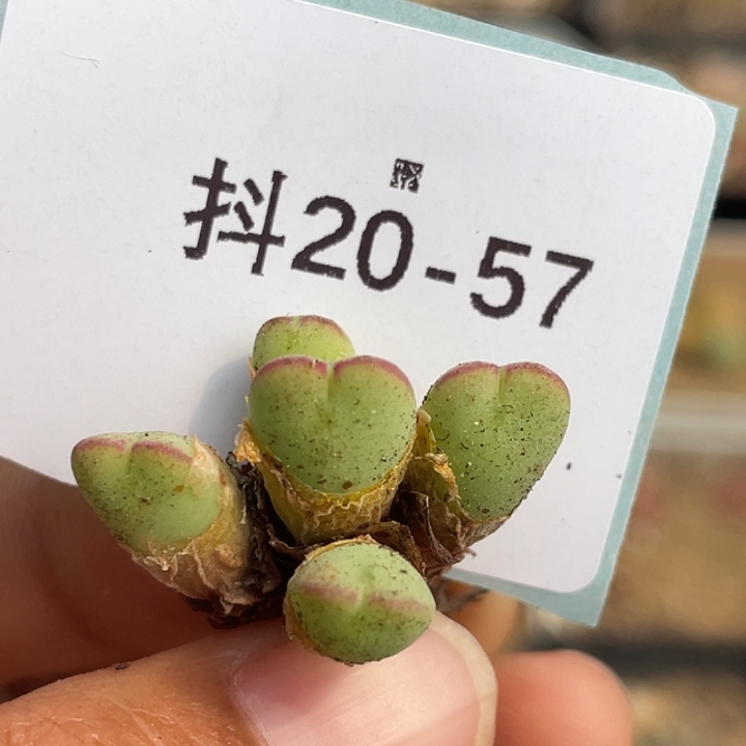 20-57爱心将多肉植物
