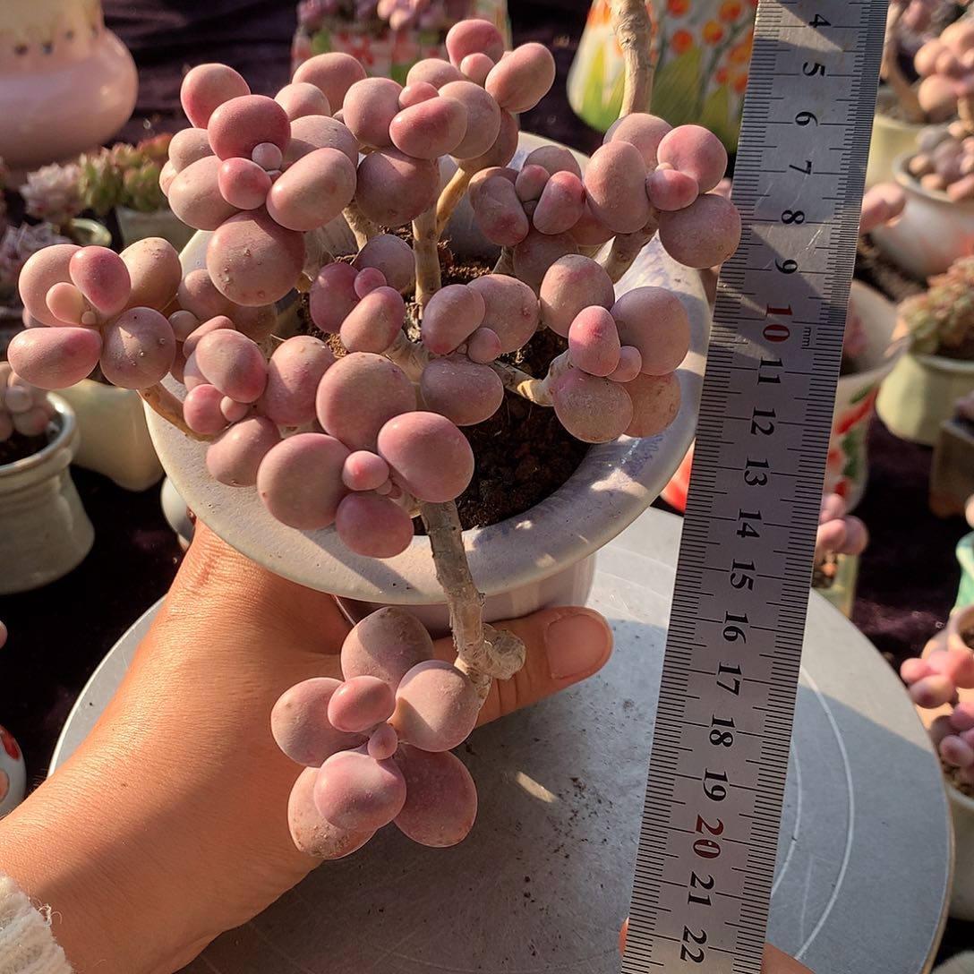 69号不带盆偏远地区不bao you de