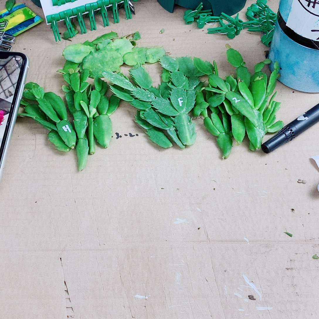 诚***炭无花朵叶片福利一物一拍