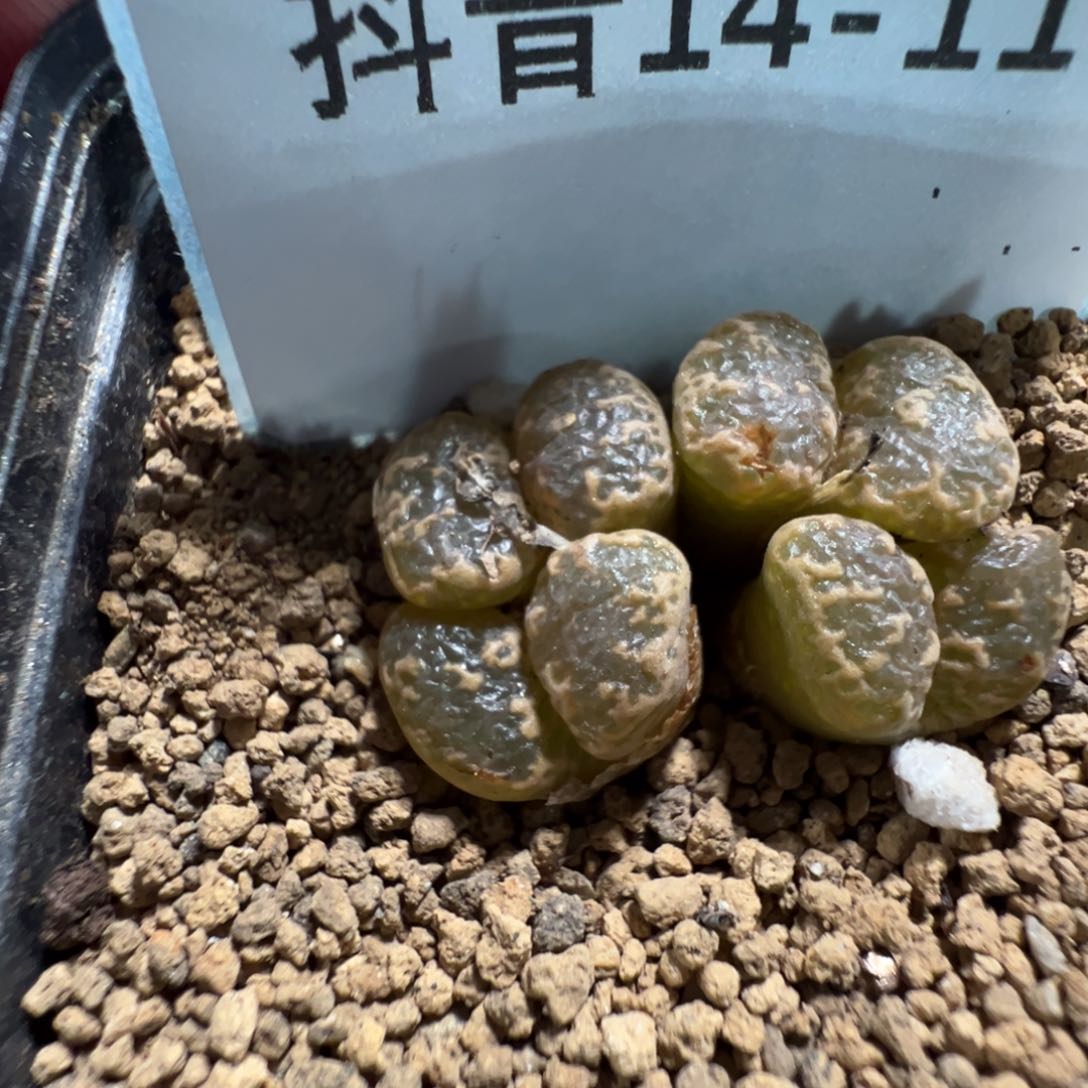 14-113肉锥多肉植物