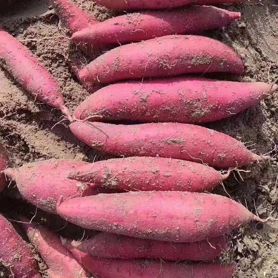 蜜薯一箱