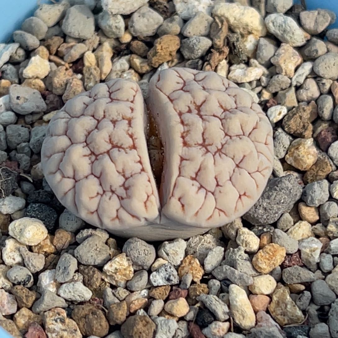 2420红纹189一颗 