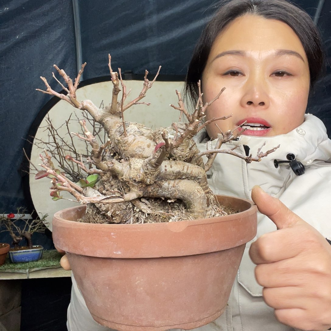 从***来无花朵不退不换 换盆发货 原生海棠