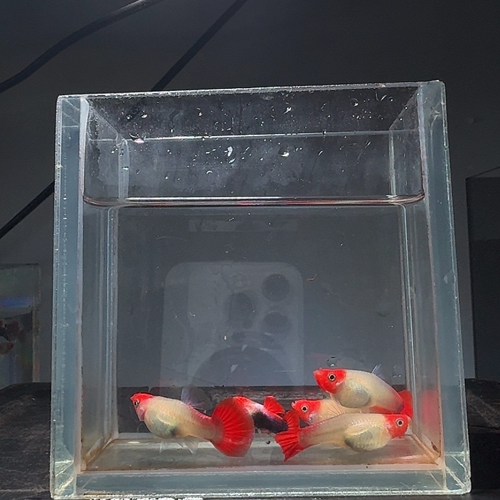 孔雀鱼1公4母深海蓝