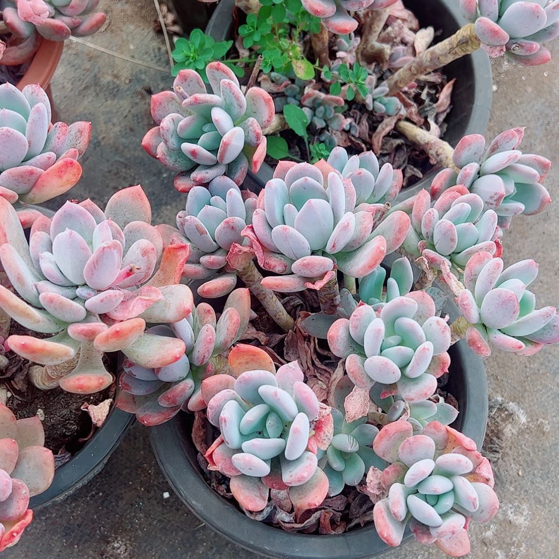 灰姑娘多头群生精品特价