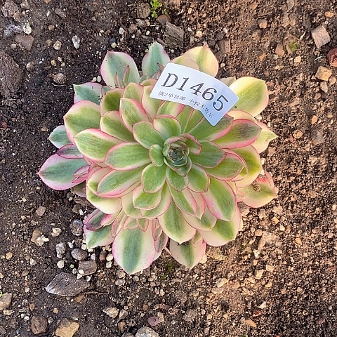 1465倾城多肉法师