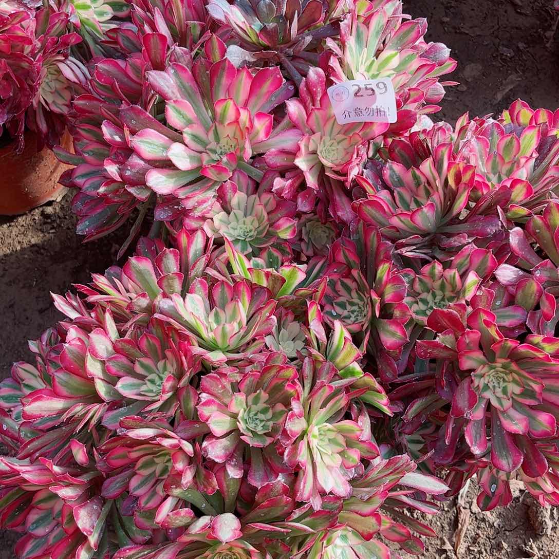 无花朵多肉植物组合259