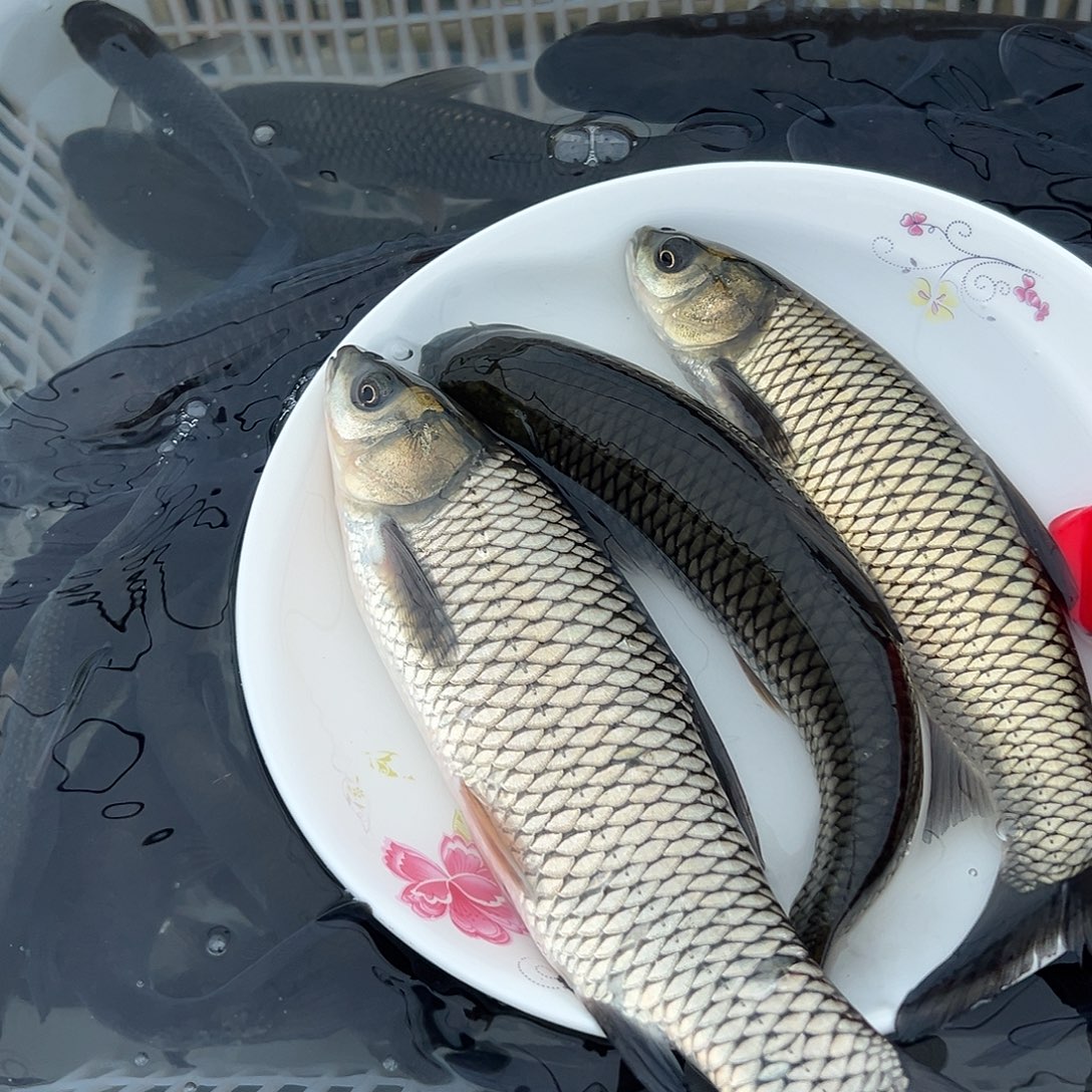 草鱼18 －2 4公分4斤30条左右｜