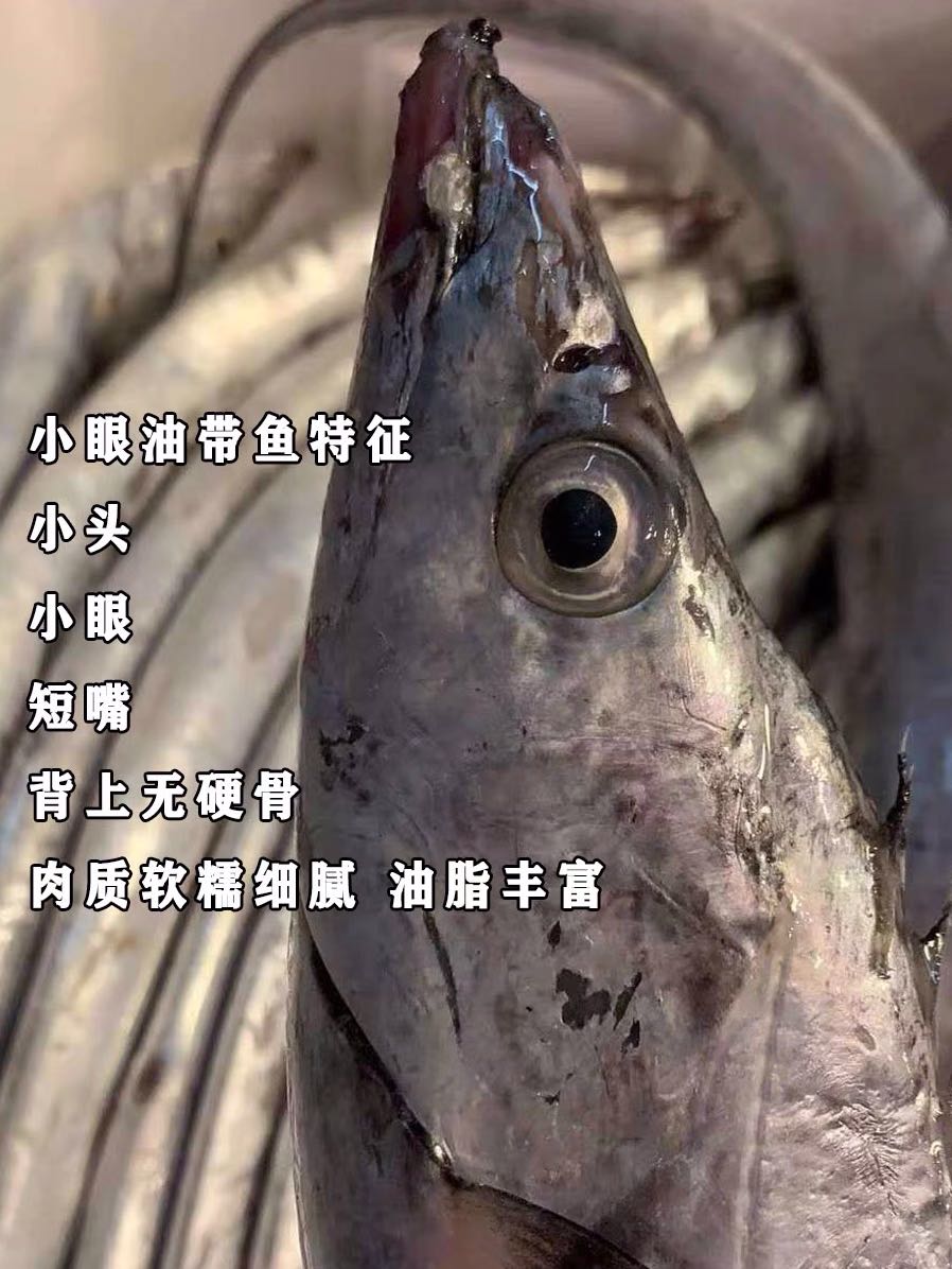 黄海小眼睛油带鱼