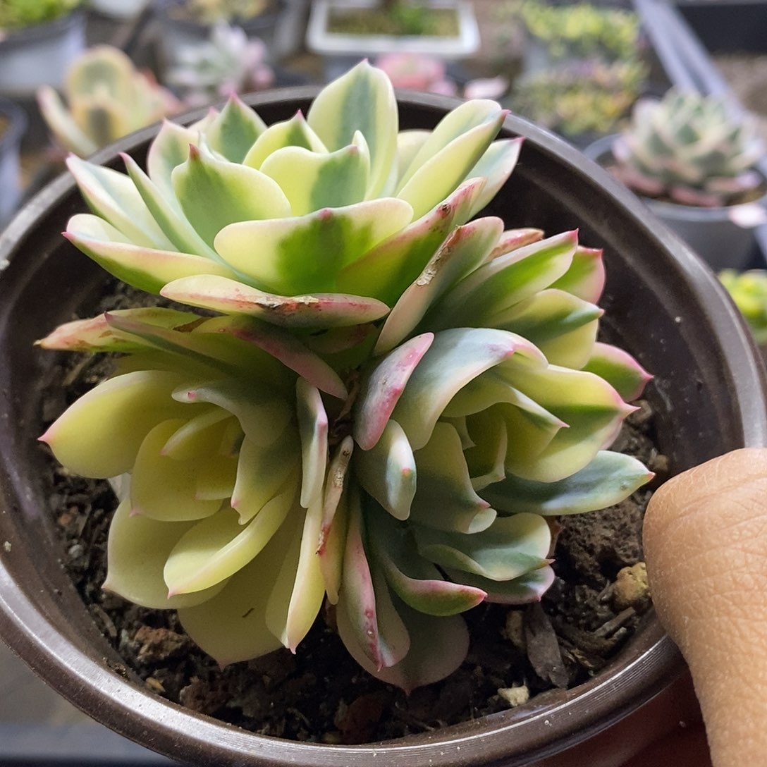 05147玉蝶锦多肉植物