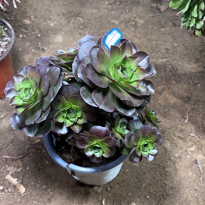 慧**心多肉植物法师魅金19