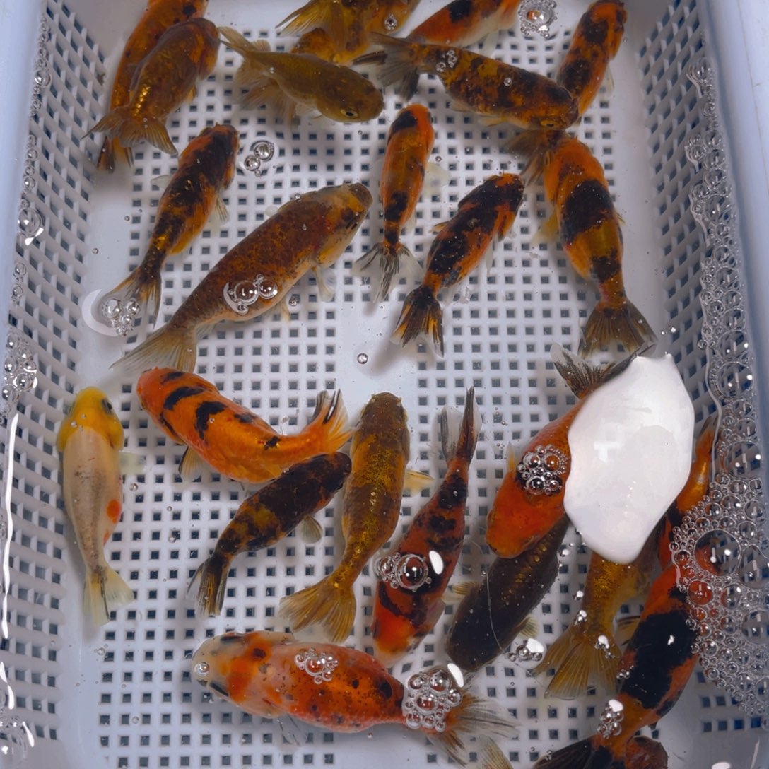 海水鱼兰寿鱼苗5条3-5厘米（非一物一拍