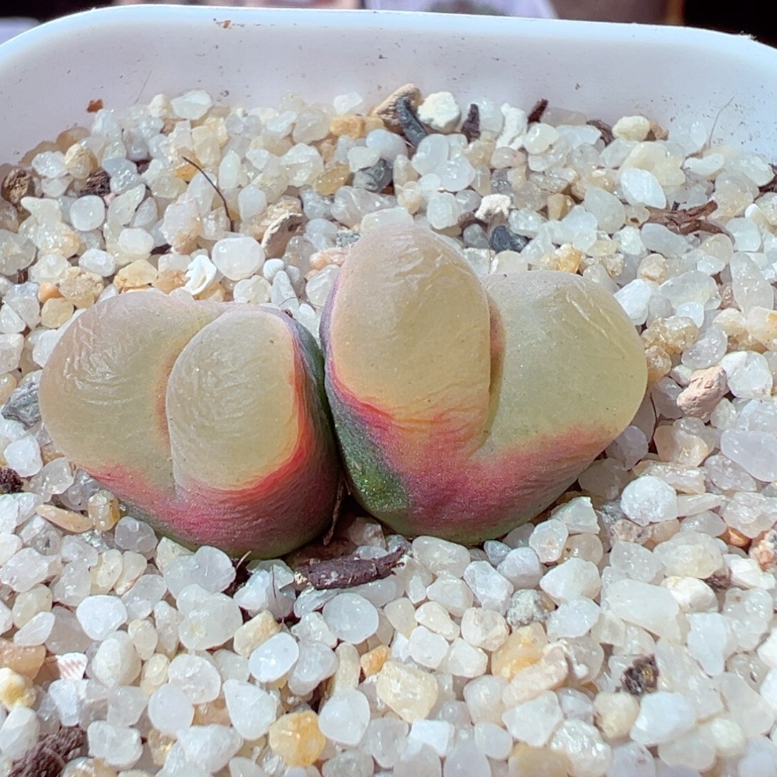 1212-726多肉多日毛