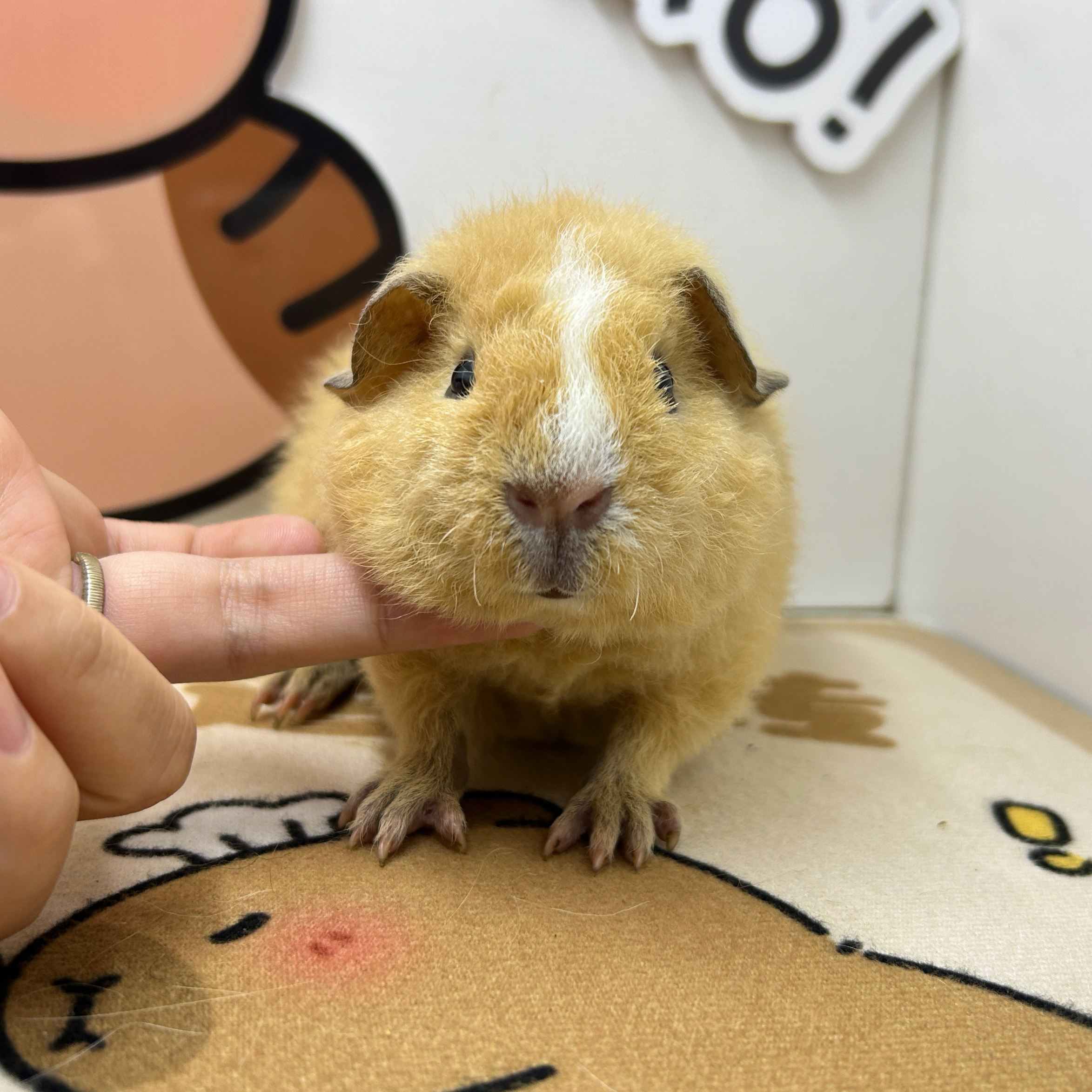 宠物豚鼠黄白美泰荷兰猪弟弟