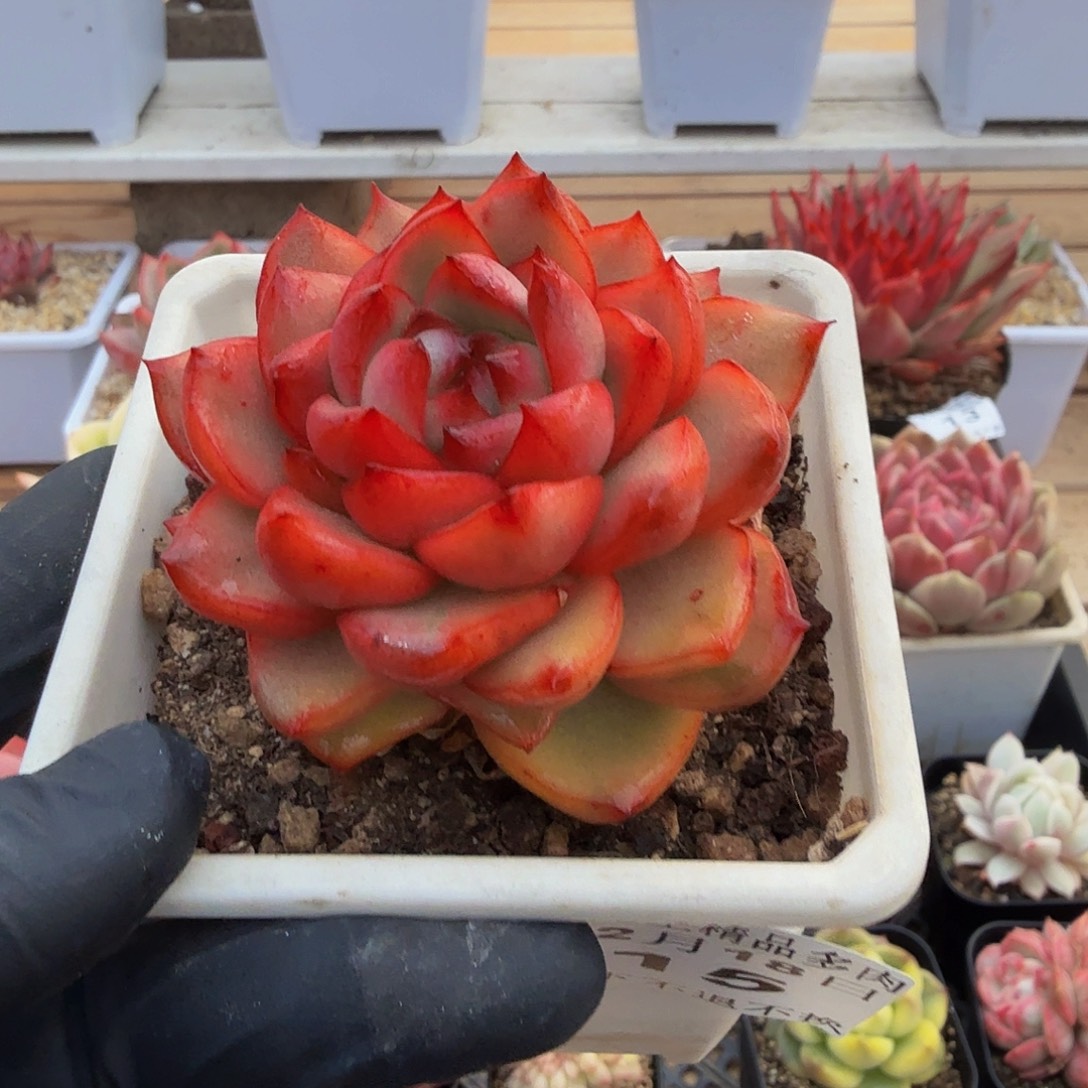 1218-15紫玉锦单头