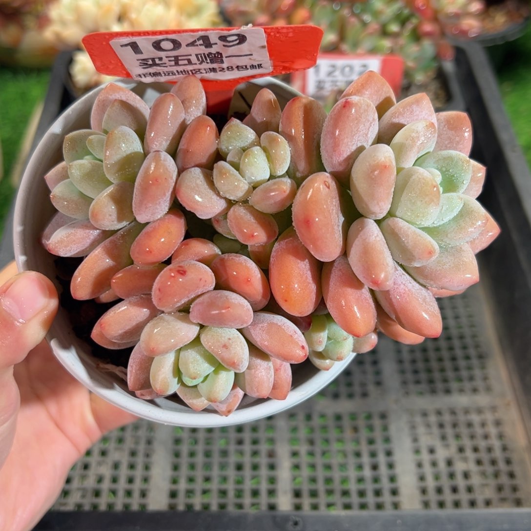 表妹精品多肉1049.