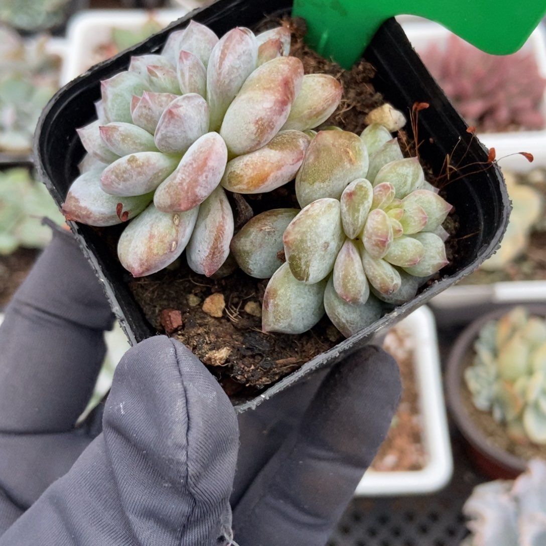 3141玉芙蓉多肉植物保护