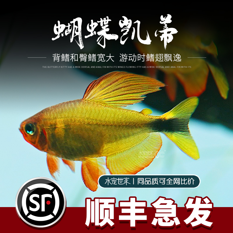 蝴蝶凯蒂灯鱼蝴蝶黄红凯蒂鱼观赏鱼高端稀有品种活体南美进口热带