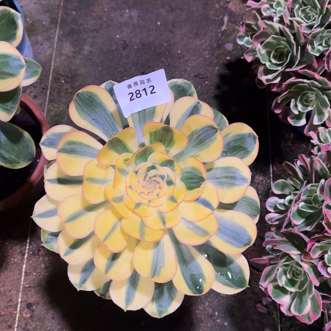 多肉植物王妃2812