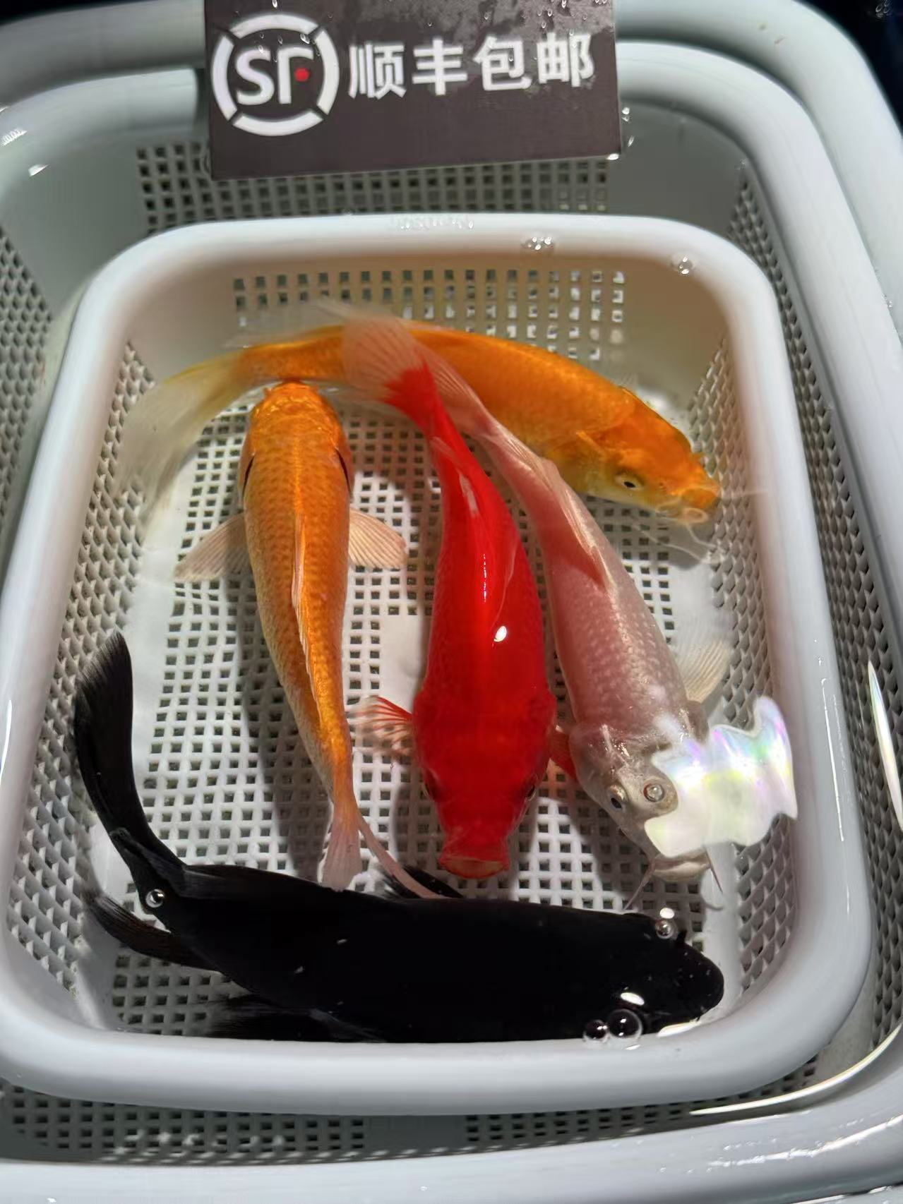 【10-13cm】黄金2红草1白金1黑金1共五条锦鲤金鱼冷水鱼观赏鱼好养