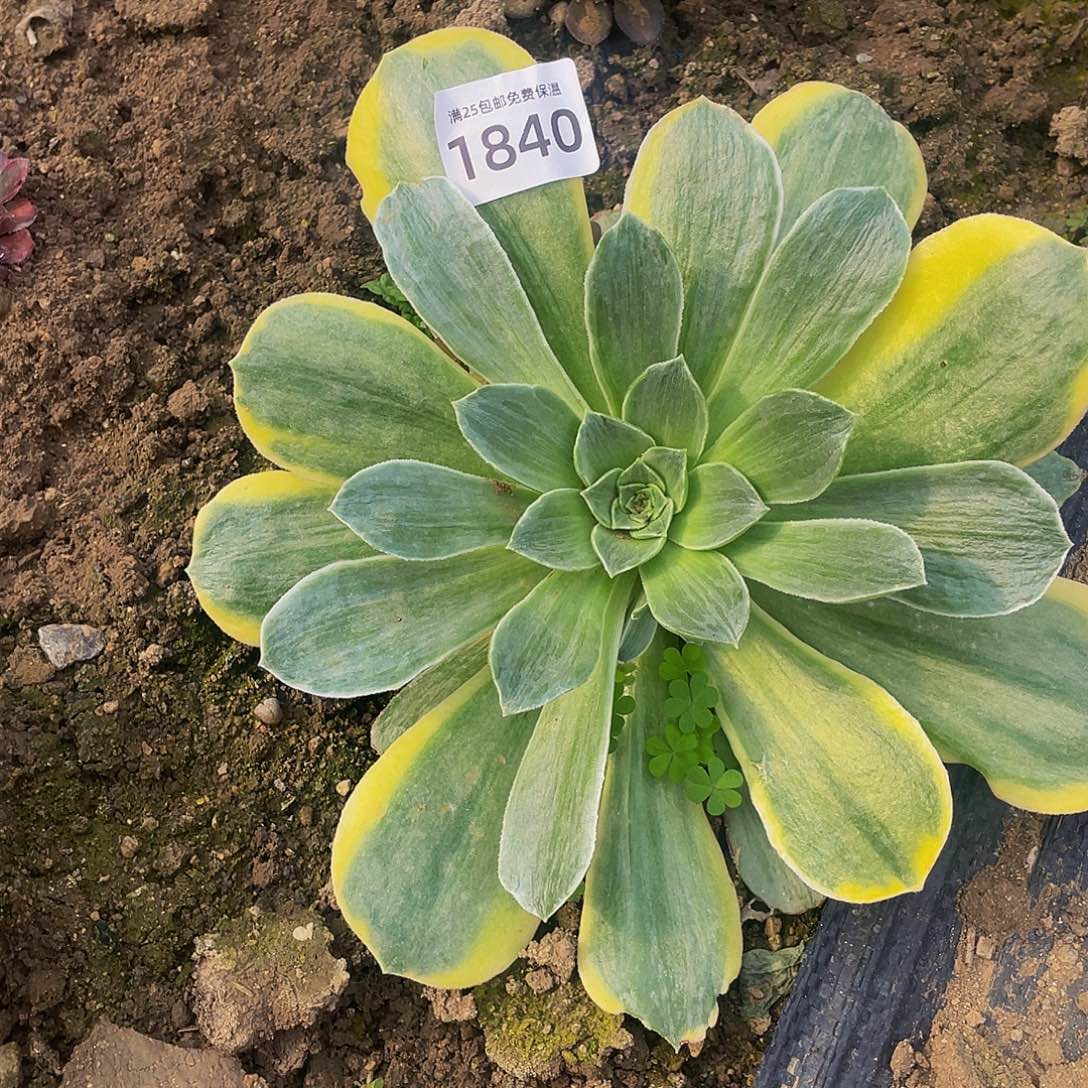 1840香绿盘白拉丝多肉植物