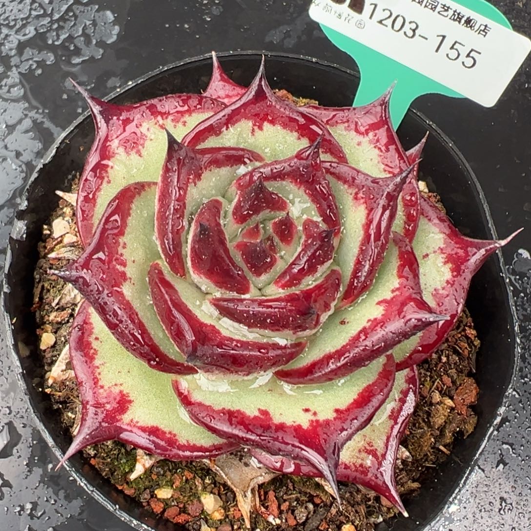 从前慢花园多肉编号1203-155