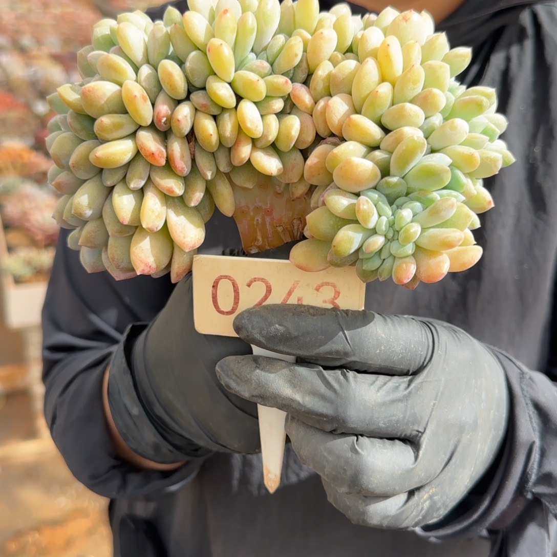 月***儿0243。     冰橙瑕多肉